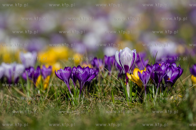 Gdynia. Chylonia. Kolorowe krokusy, ktore zakwitly...
