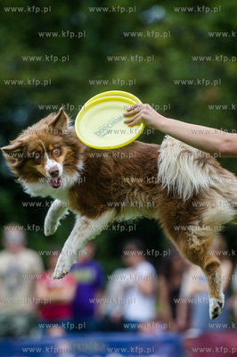 Sopot. Łazienki Połnocne. Zawody Latających Psów.
24.07.2016
fot....