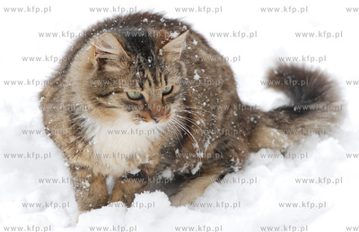 Gdanski pilotazowy program pomocy wolnobytujacym kotom...