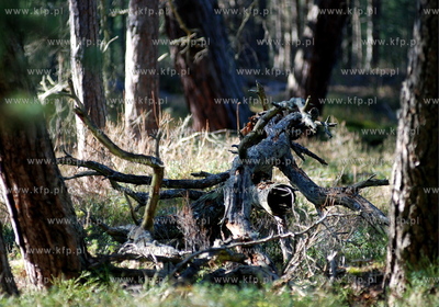 Miejscowosc Ulinia w gminie Wicko. Nz. Wiosna w lesie...