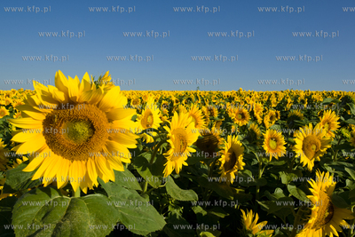 Sloneczniki z Ogrodzienca.
24.07.2012 fot. Pawel Marcinko...