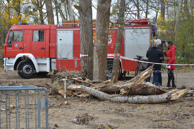 Strazacy usuwaja przewrucone przez wichure drzewo w...