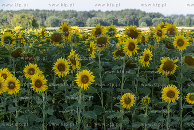 Pole słoneczników. 
10.08.2022
fot. Daniel Słoboda...