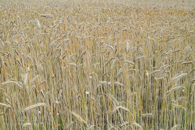 Chwaszczyno.11.07.2019 Fot. Anna Bobrowska / KFP