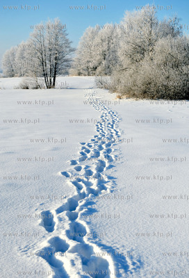 Zima w Sulminie na Kaszubach.
14.01.2010
fot. Maciej...