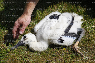 Kowale. Obraczkowanie bocianow bialych. Akcja odbywa...