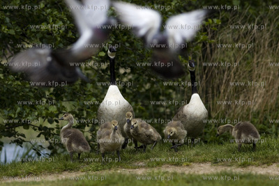 Gęsia rodzina robi furorę w gdańskim Parku Reagana.26.05.2015fot....