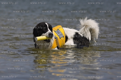 Gdańsk Brzeźno. Puchar Polski Psów Ratowniczych.
14.06.2015
fot....