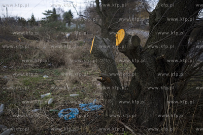 Wycinka drzew przy ul. Kochanowskiego w Gdańsku.
28.02.2017
fot....