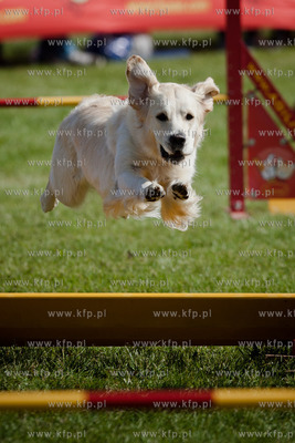 Sopot. Hipodrom. XX Miedzynarodowa Wystawa Psow Rasowych.
Nz...