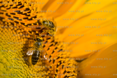 Sloneczniki z Ogrodzienca.
24.07.2012 fot. Pawel Marcinko...