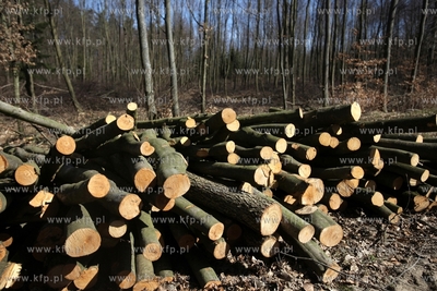 Scinka drzew w Trójmiejskim Parku Krajobrazowymw w...