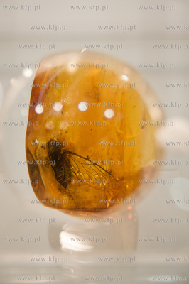 Gdansk. Miedzynarodowe Targi Gdanskie AmberExpo. 21...