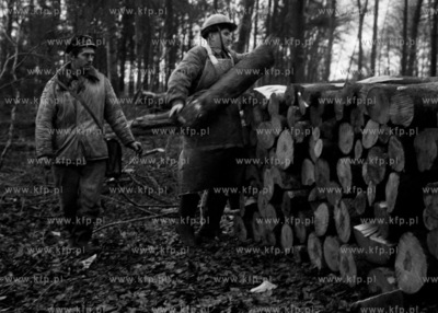 Wycinka lasu przez służby leśne. 11.19725listopad1972_z.kosycarz_p43Fot....