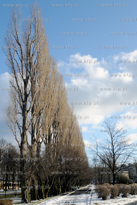 Rozpoczela sie wycinka starych, chorych i zagrazajacych...