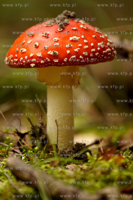 Muchomor czerwony - Amanita muscaria
10.09.2010
fot....