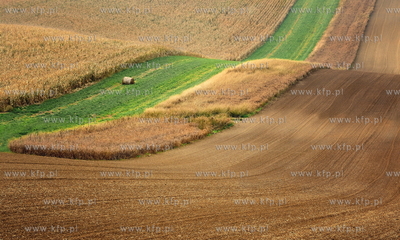 Morawy. Czechy. Okolice miejscowosci Kijev. Nz. pola...