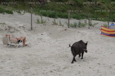 Krynica Morska. Dzik odwiedzil plaze, aby pozywic sie...