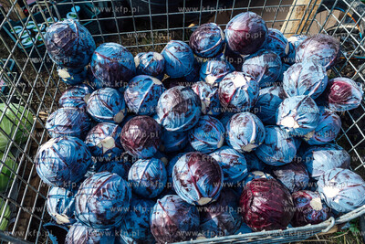 Święto kapusty, czyli dożynki w Gdańsku 09.09.2023...