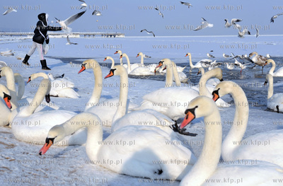 Niska temperatura spowodowala zamarzniecie Zatoki Gdanskiej....