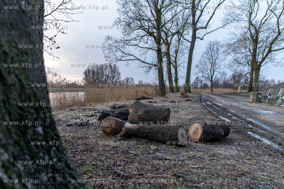 Rewitalizacja Opływu Motławy. Nz. ścięte drzewo
03.02.2023...
