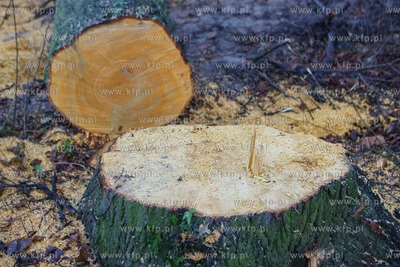 Gdańsk. Wycięto blisko stuletnie drzewa na terenie...