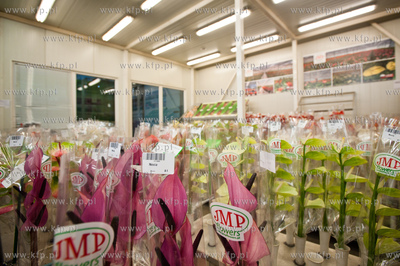 Gdansk. Giełda kwiatowa Dick Inter.
08.03.2013
fot....