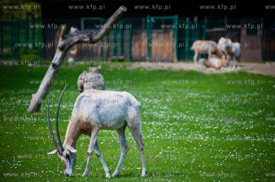 Gdansk. Oliwskie zoo.
Nz Orysk Szablorogi
14.05.2013
fot....