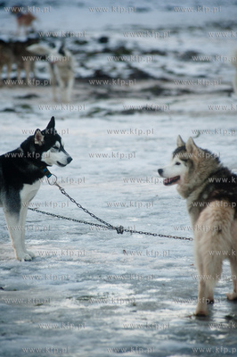 Gdynia. Polanka Redlowska. Pomorski Puchar Dogtrekkingu.
08.02.2014
fot....