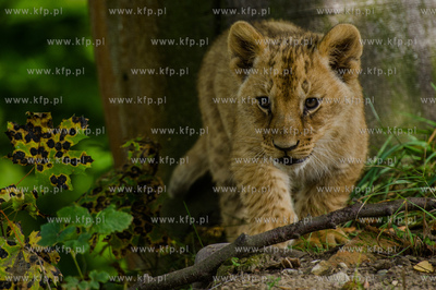 Gdansk. Zoo w Oliwie. Swiatowy dzien zwierzat. Prezentacja...