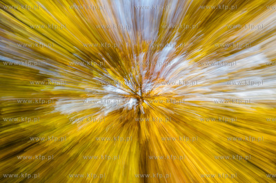 Gdansk. Jesienne, sloneczne przedpoludnie w Parku Orunskim.
27.10.2015
fot....