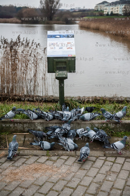 Gdańsk. Stada mew i gtołębi na zbiorniku retencyjnym...