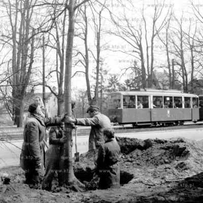Pracownicy zieleni miejskiej podczas sadzenie drzew...