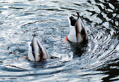 Kaczki dwie.
27.03.2007
fot. Andrzej J. Gojke / KFP