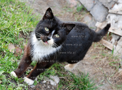 Gdansk. Oswojony kot przy domu na Siennej Grobli 
14.03.2008
Fot....