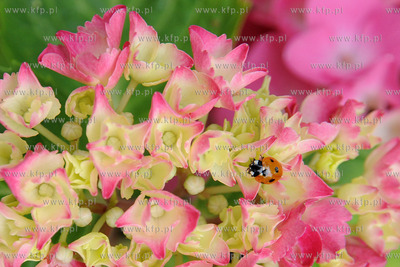 Tysiace biedronek pojawilo na plazy i okolicach Grand...