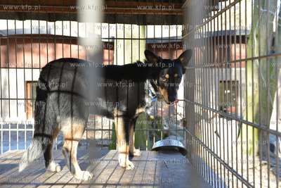 Gdynia. Ogolnopolskie Towarzystwo Ochrony Zwierzat...