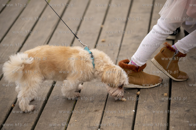 Święto Niepodległości w Sopocie. 11.11.2022 Fot....