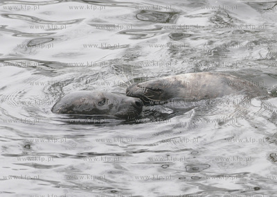 Walentynkowy nastroj udzielil sie niektorym mieszkancom...