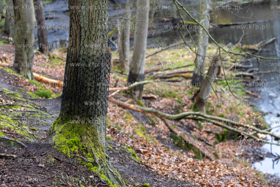 Sopot. Staw Mazowiecki. Drzewa zabiezpieczone siatką...