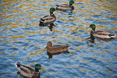Gdansk. Sloneczne jesienne popoludnie w Parku Orunskim.
17.10.2012
fot....