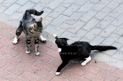Pojedynek dwoch kotow. 11.06.2008 fot. Andrzej J Gojke...