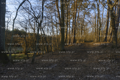 Wiosenny las
22.03.2020
Fot. Krzysztof Mania/KFP