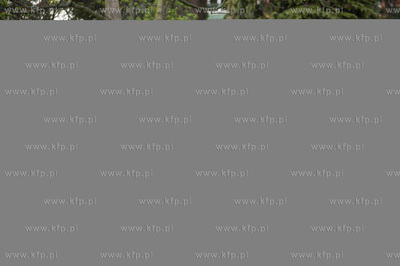 Sopot. Święto Narodowe Trzeciego Maja. Przemarsz...