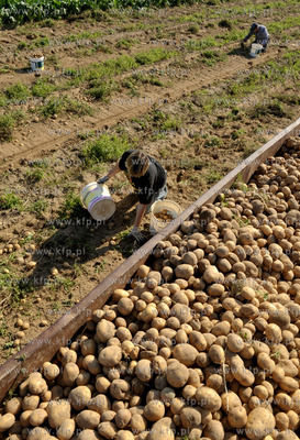 Wykopki ziemniakow na polu Bogdana Waldera we wsi Sulmin...