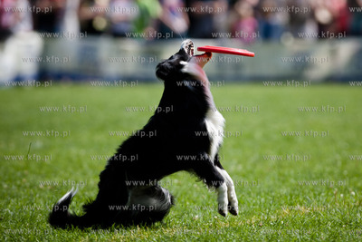 Sopot. Lazienki Polnocne. Trzecia kwalifikacja Dog...