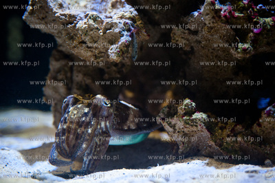 Akwarium Gdynskie Morskiego Instytutu Rybackiego -...