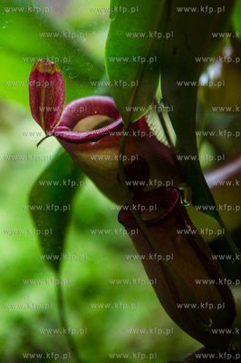 Uniwersytet Gdanski. Wydzial Biologii. Prezentacja...