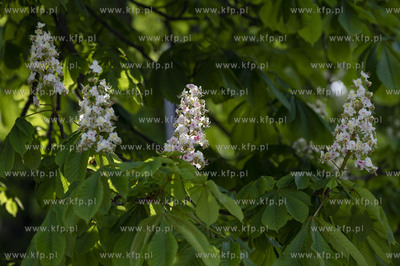 Sopot. Kwitnące kasztanowce.19.05.2021 Fot. Anna...