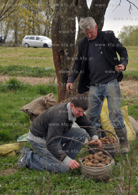 Sadzenia ziemniakow na polu we wsi Sulmin na Kaszubach....